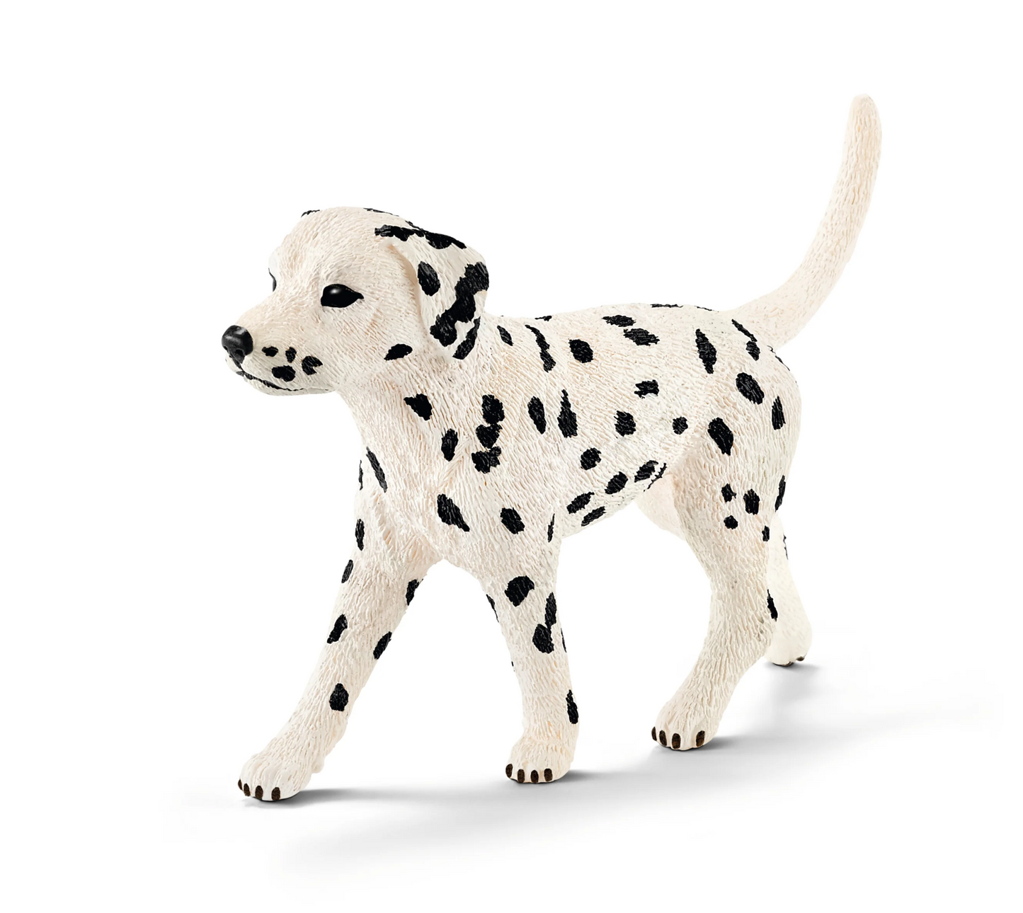 Dalmation, male