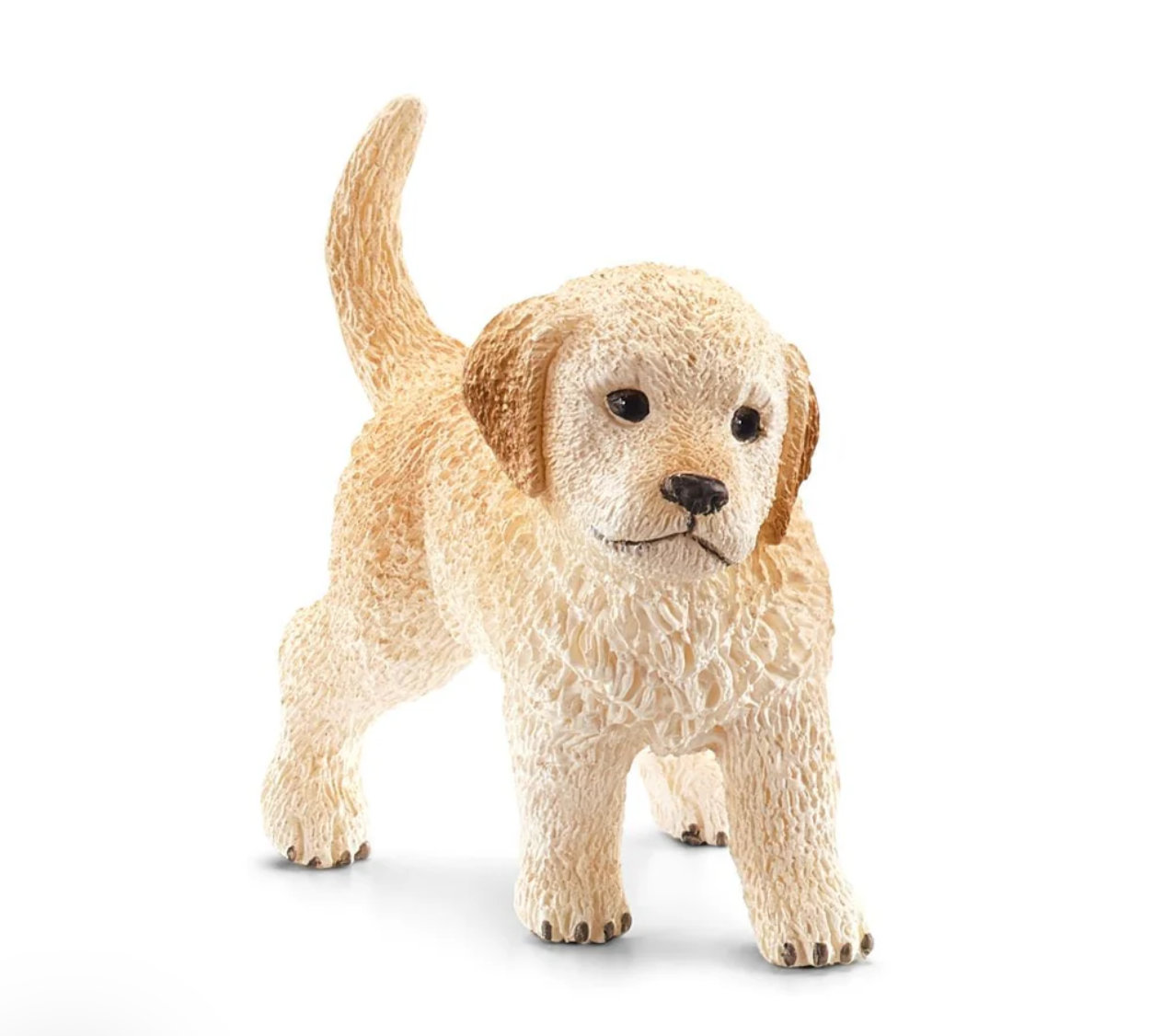 Golden Retriever Puppy