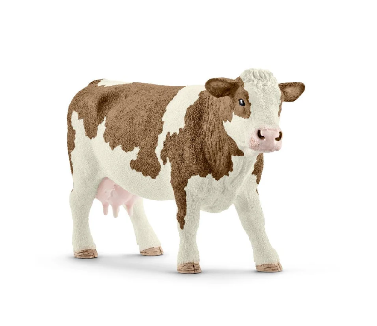Simmental Cow