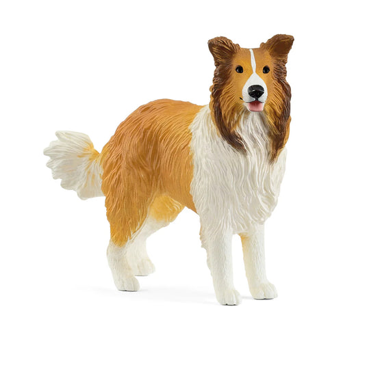 Collie