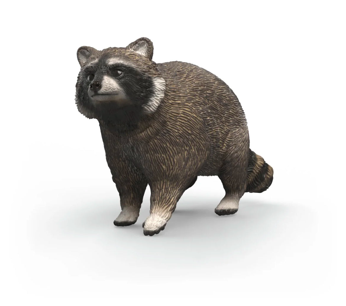 Raccoon
