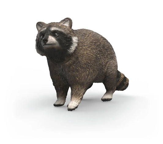 Raccoon