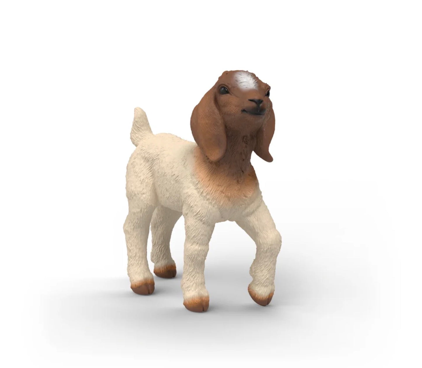 Boer Goat Kid
