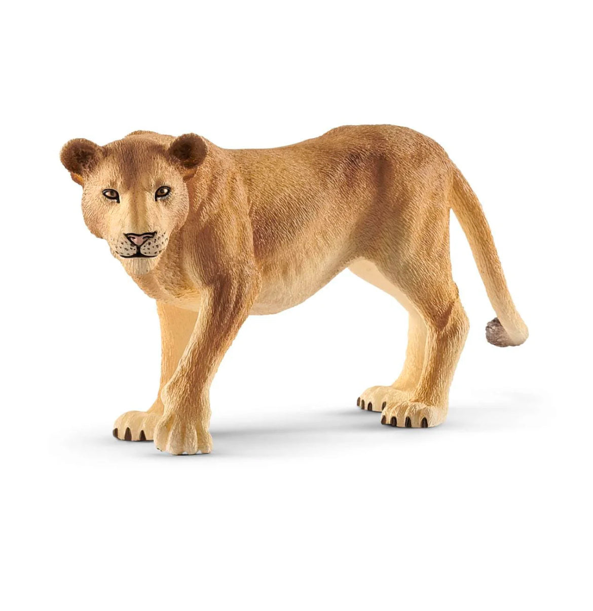 Lioness
