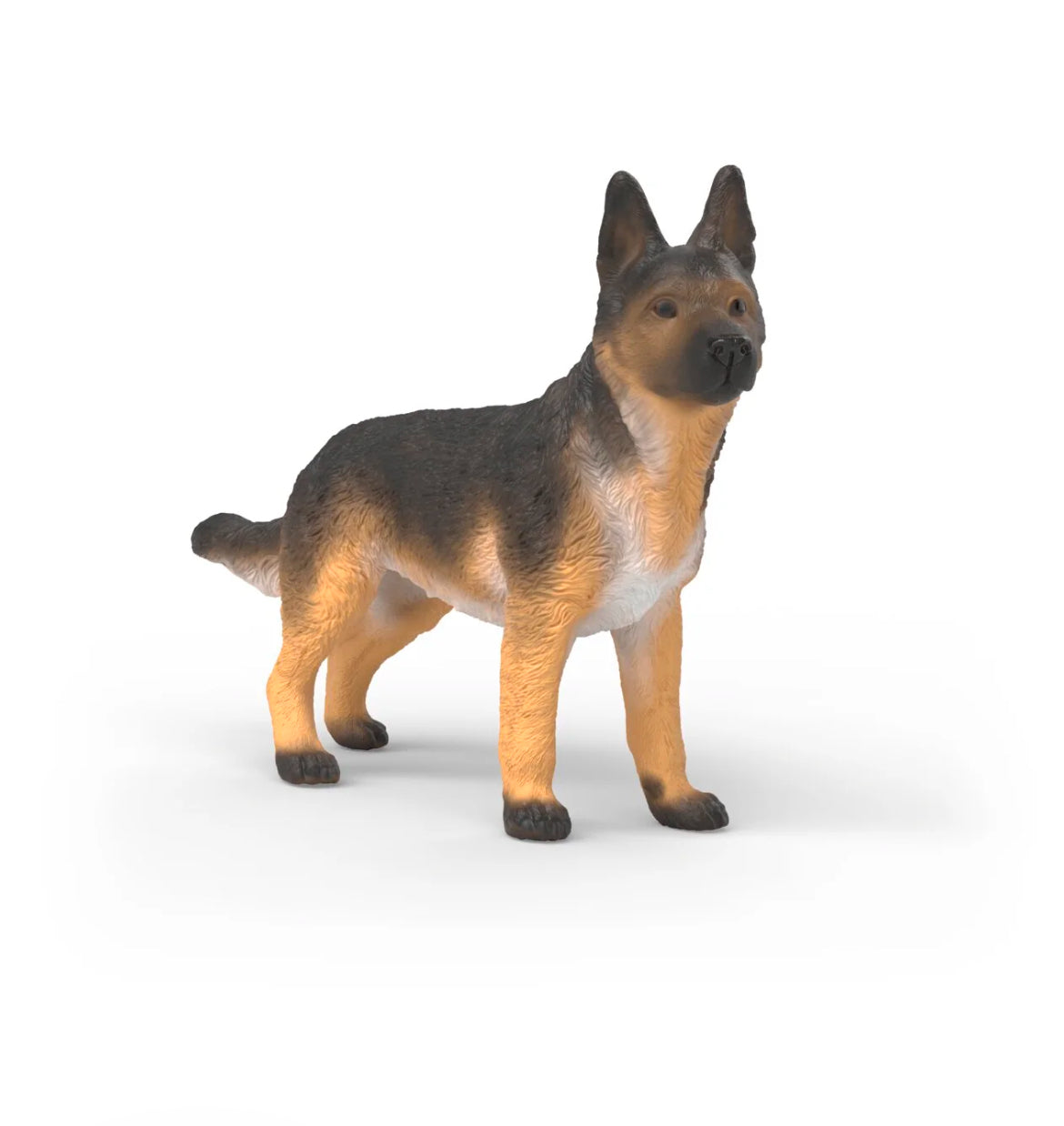 German Shepherd, female