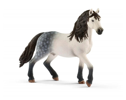 Andalusian Stallion