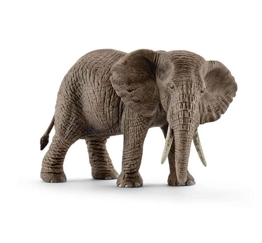 African Elephant, female
