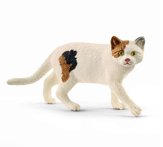 American Shorthair Cat