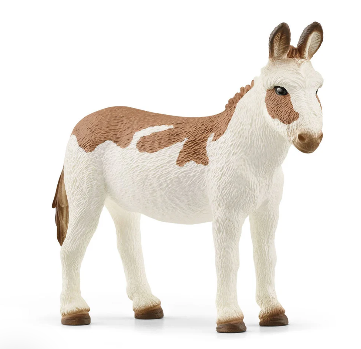 American Spotted Donkey