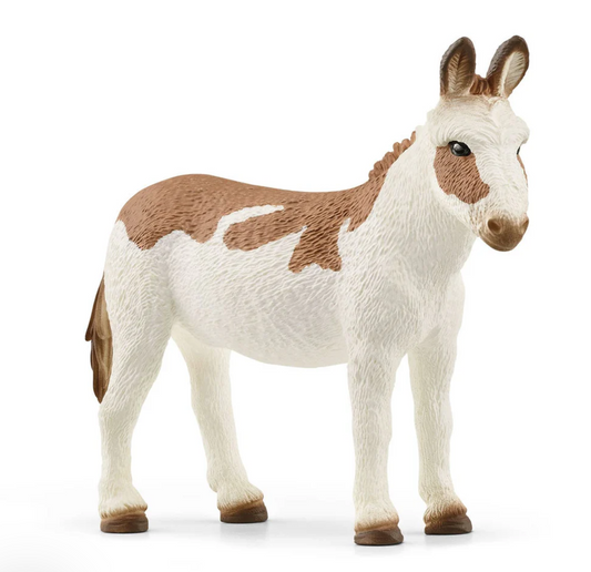 American Spotted Donkey