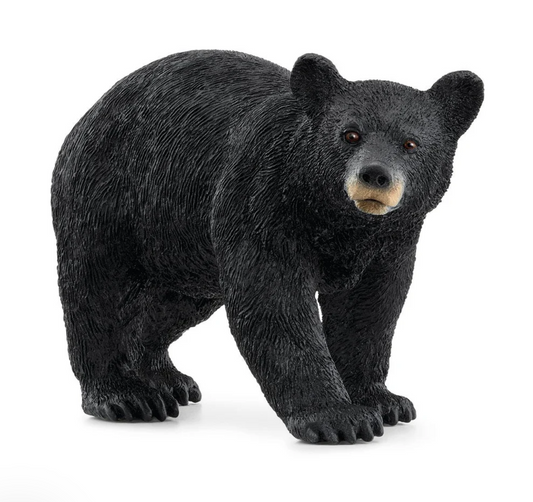 American Black Bear