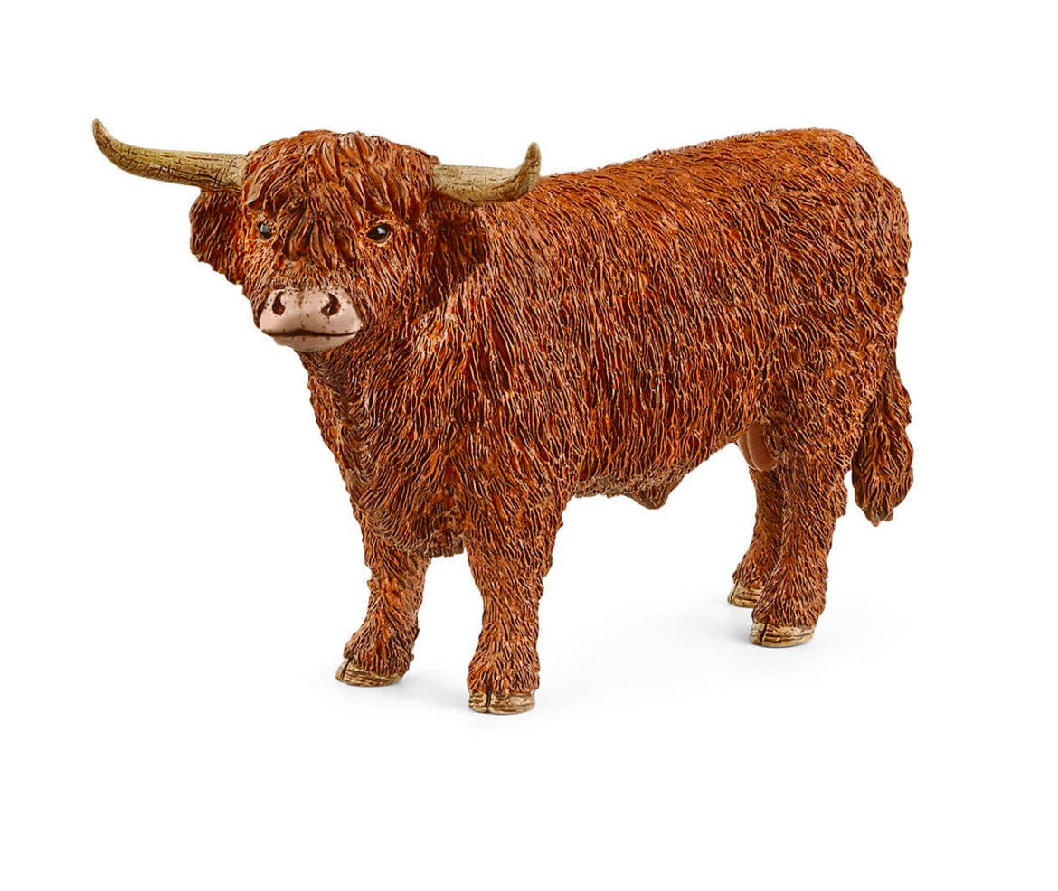 Highland Bull