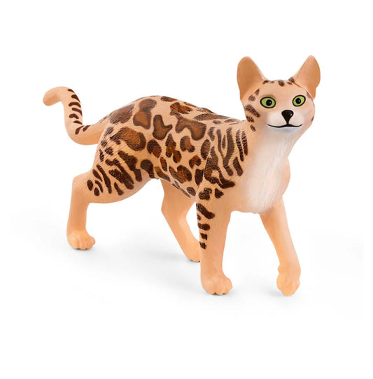 Bengal Cat