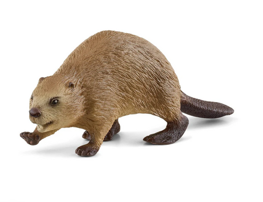 Beaver