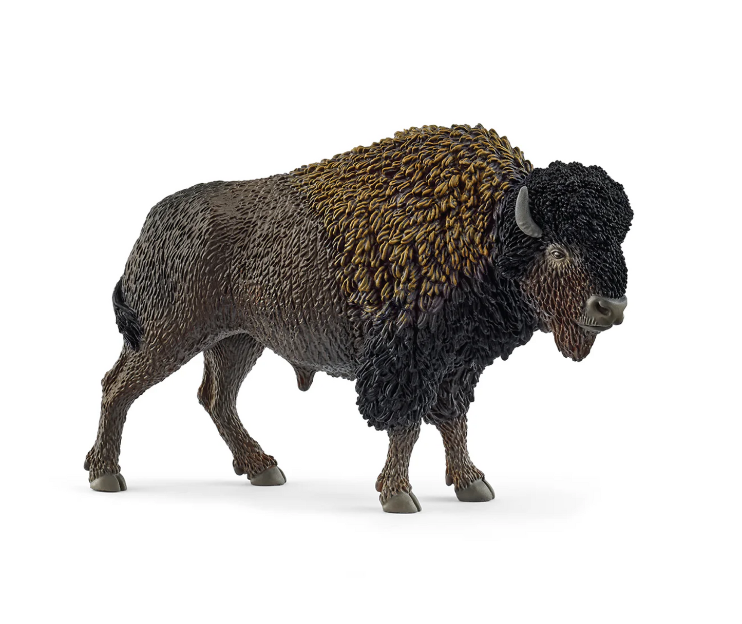 Bison