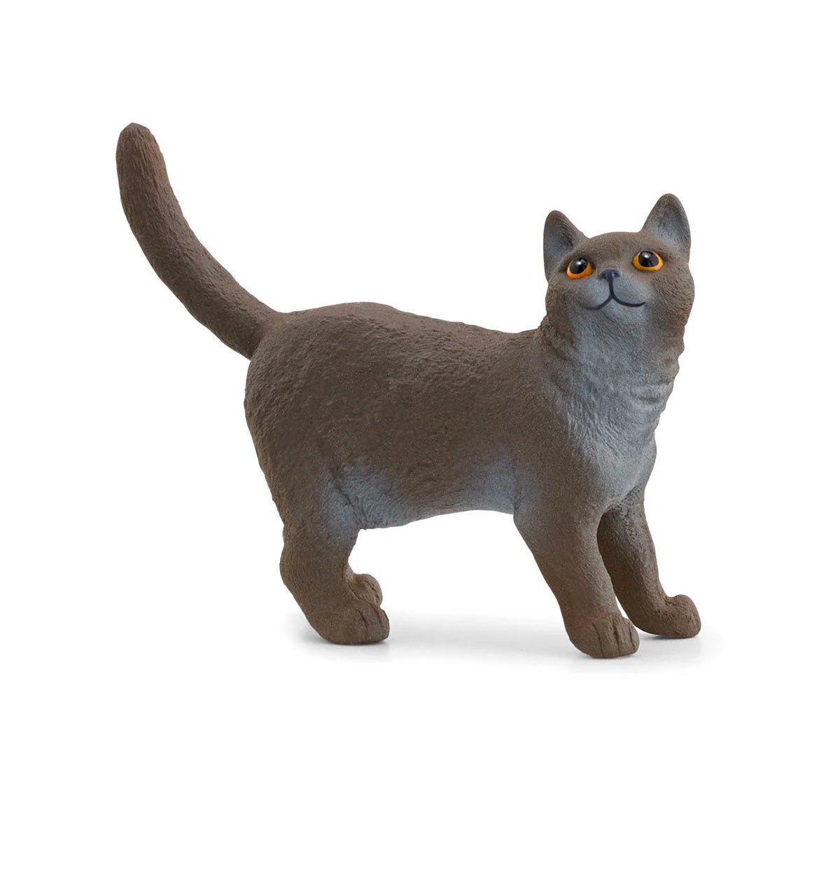 British Shorthair Cat