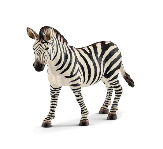 Zebra, female