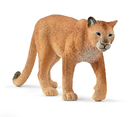 Cougar