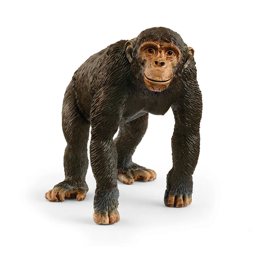 Chimpanzee