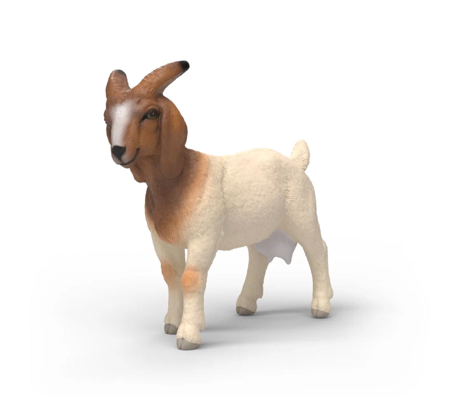 Boer Goat