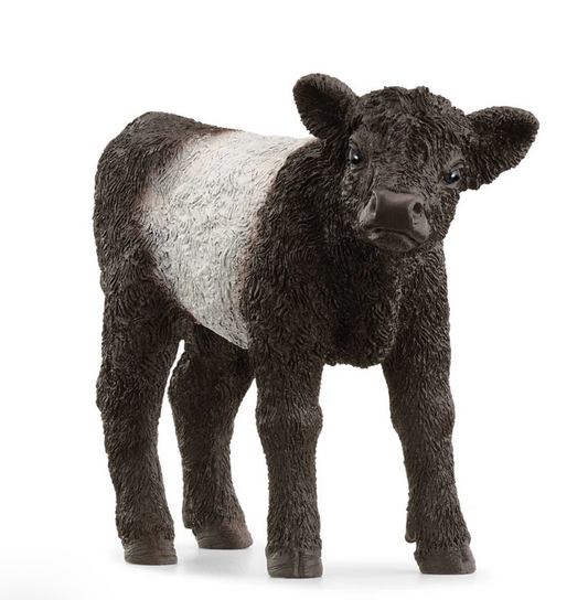 Galloway Calf