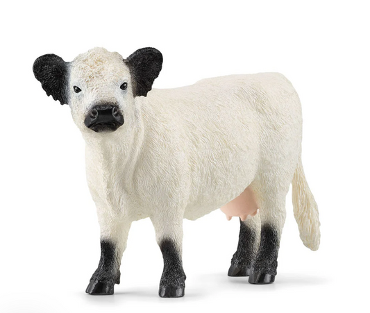 Galloway Cow