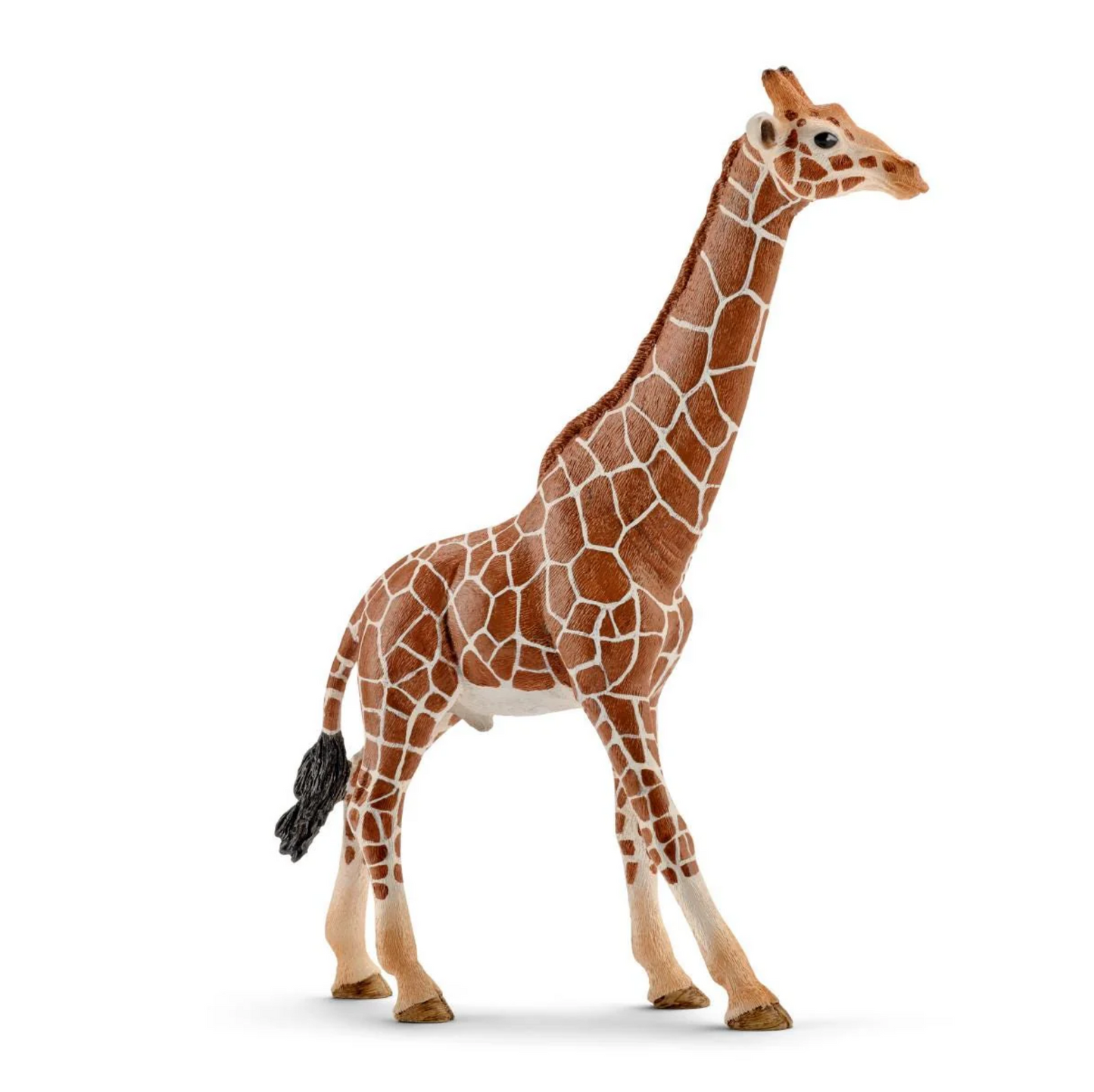 Giraffe, male