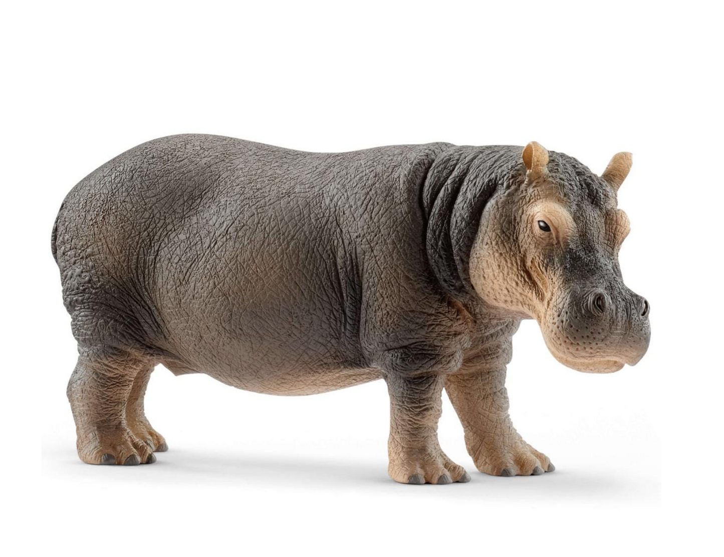Hippopotamus