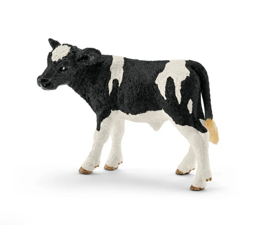 Holstein Calf