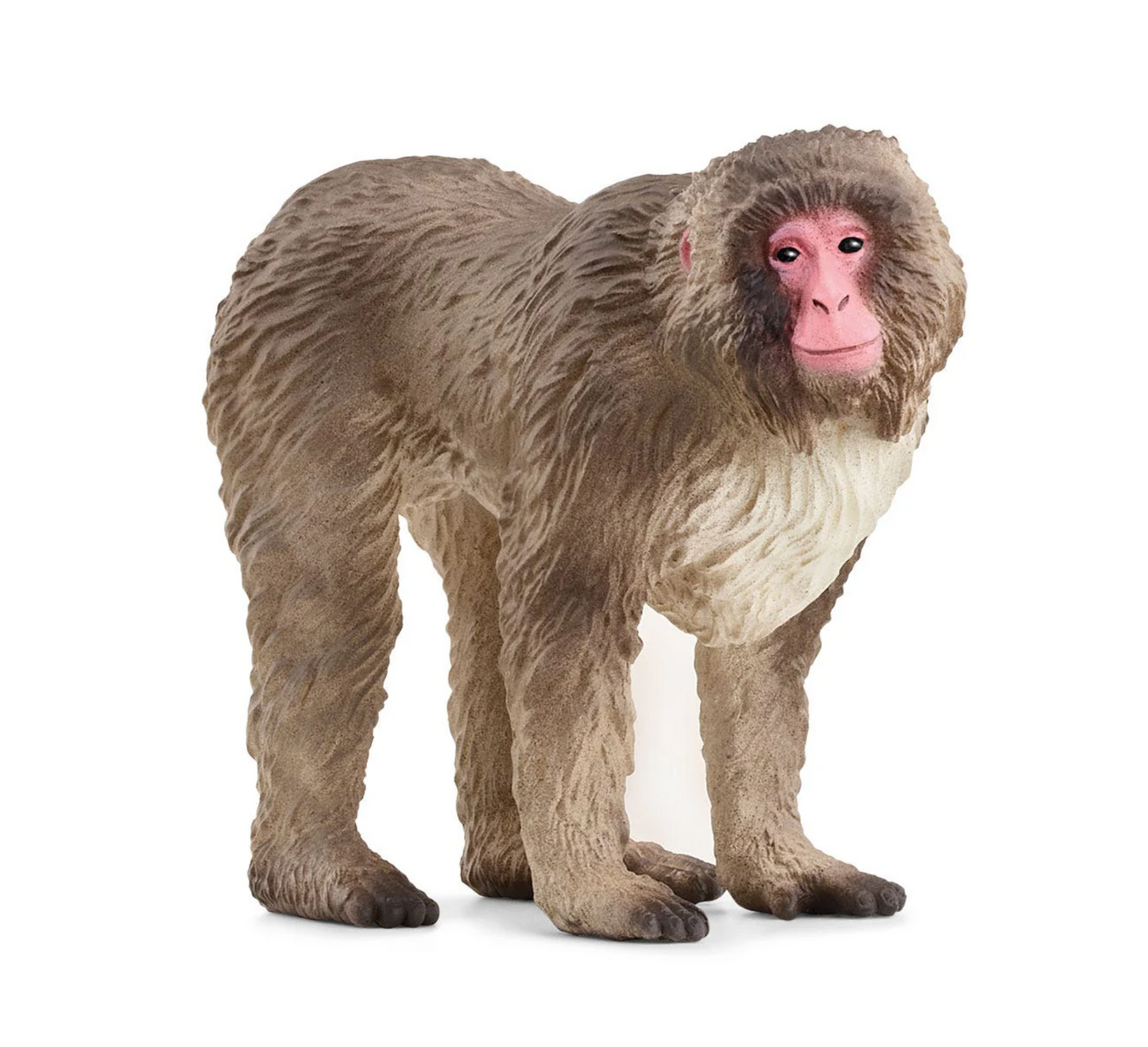 Japanese Macaque