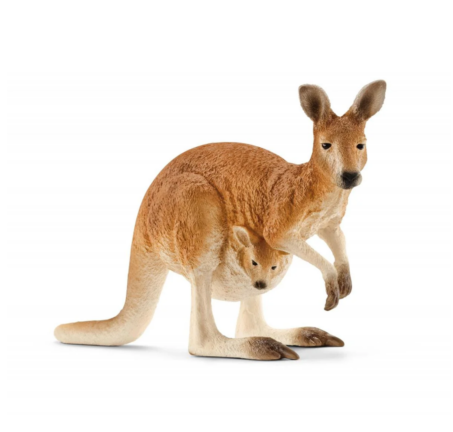 Kangaroo
