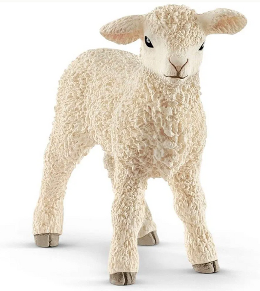 Lamb