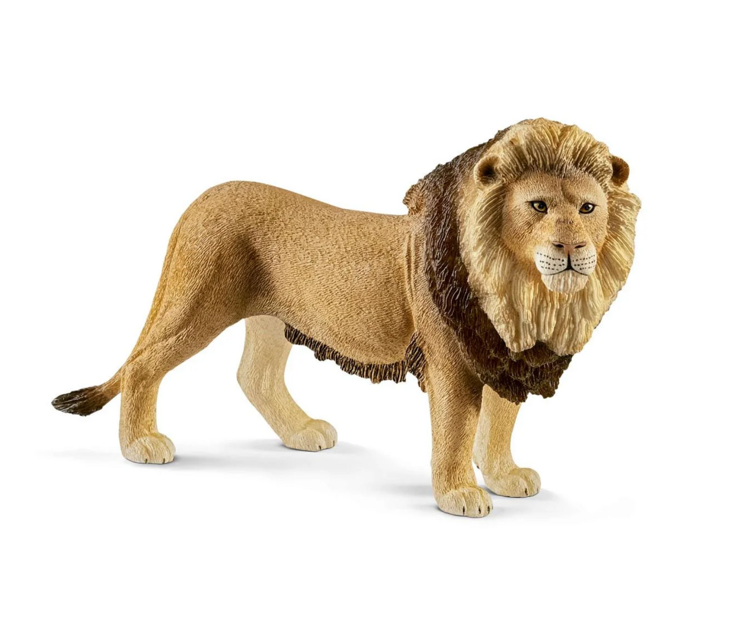 Lion, male