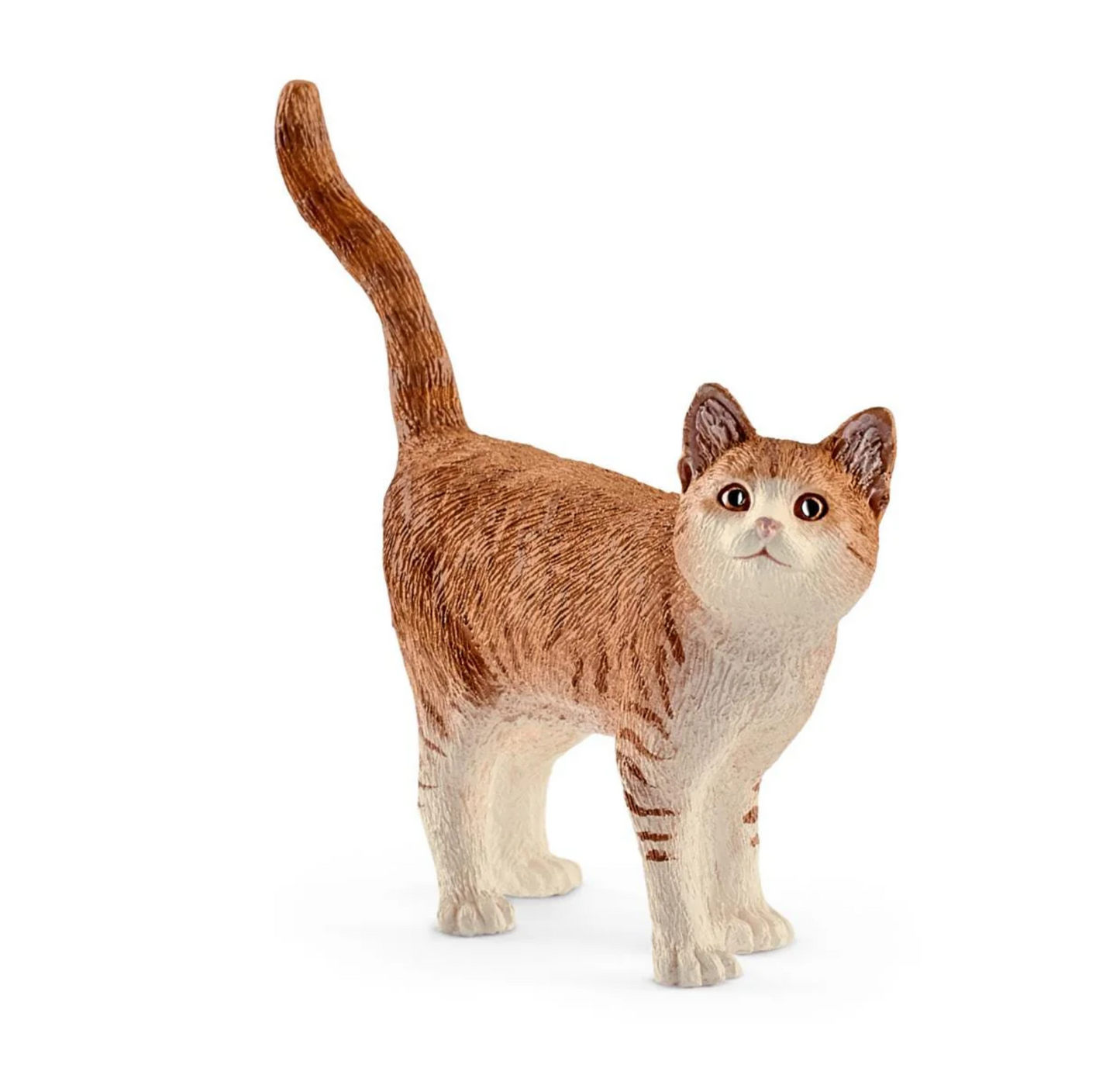 Orange Cat