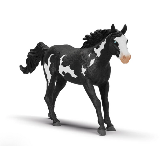 Paint Horse Gelding
