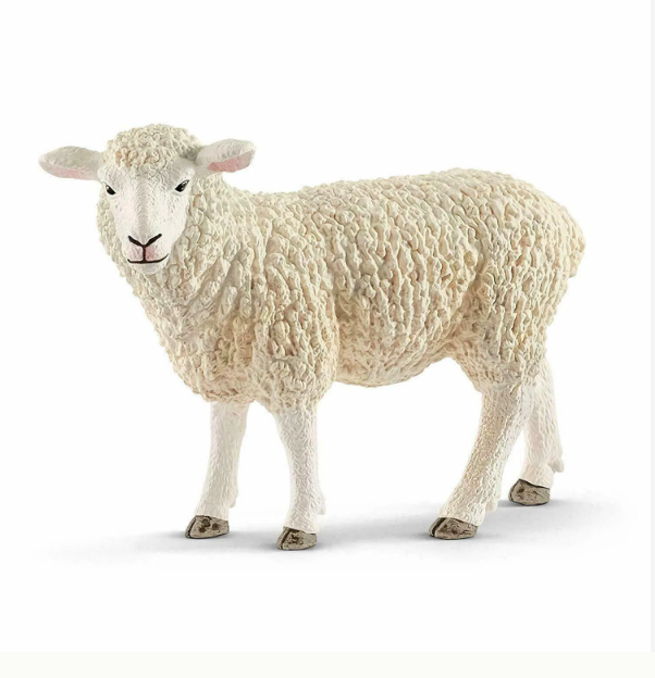 Sheep