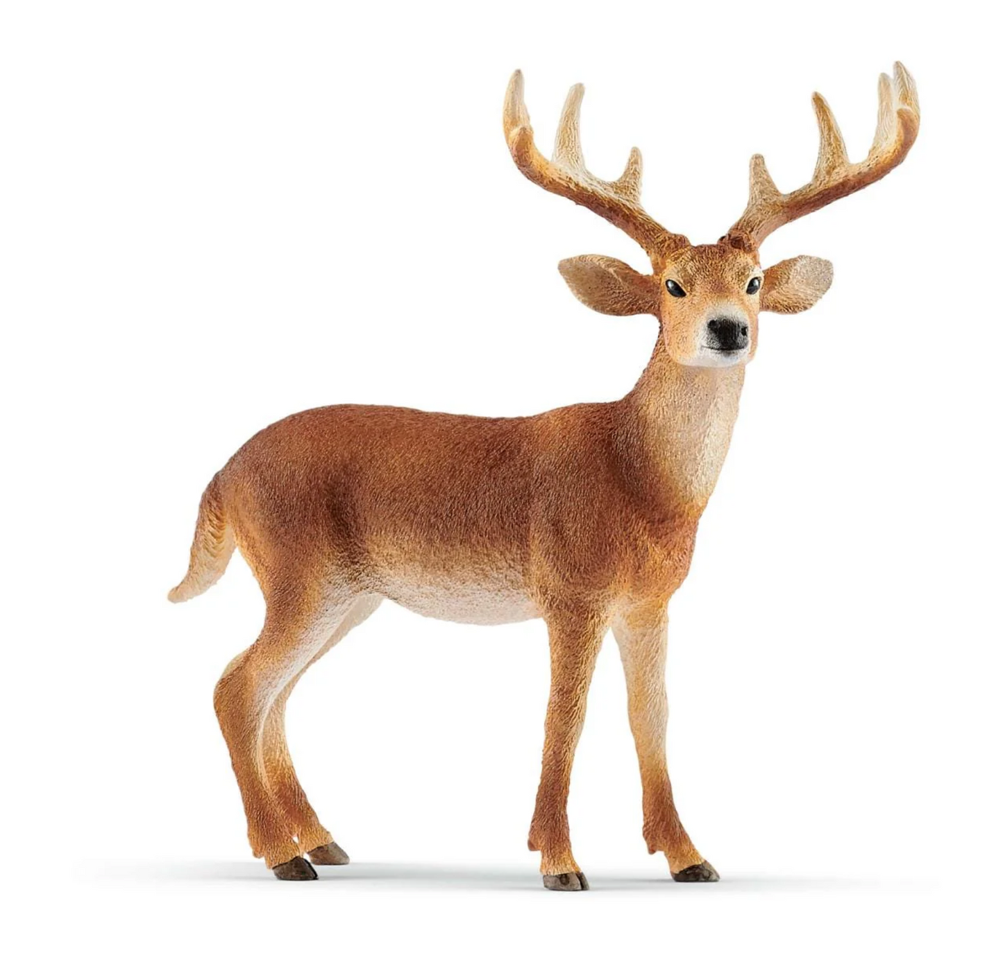 White-tailed Buck