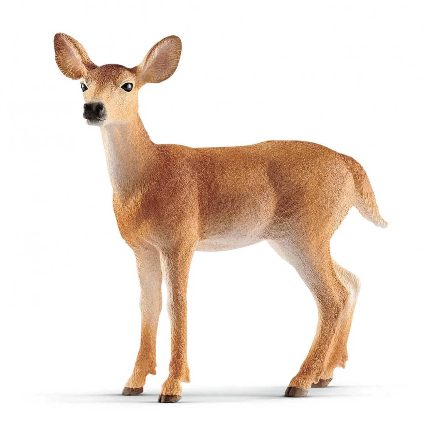 White-tailed Doe